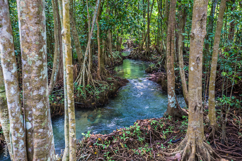 Fototapeta Naklejka Na Ścianę i Meble -   The clear green stream flows through the mangrove forest root. In the midst of the shady and beautiful nature. Tha Pom Klong Song Nam beautiful and famous tourist destination in Krabi, Thailand.