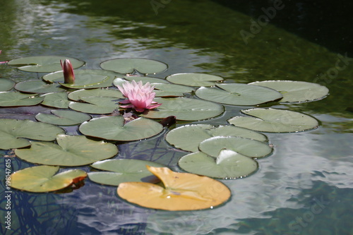 Fotografie water lily flowers blooming on pond