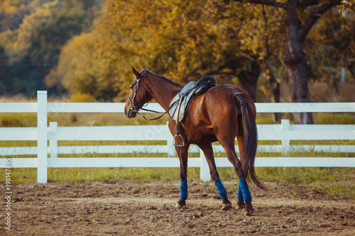 Horse on the farm