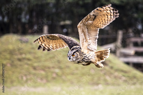 flying bubo owl in nature