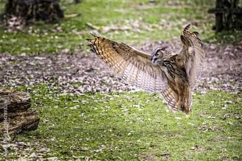 flying bubo owl
