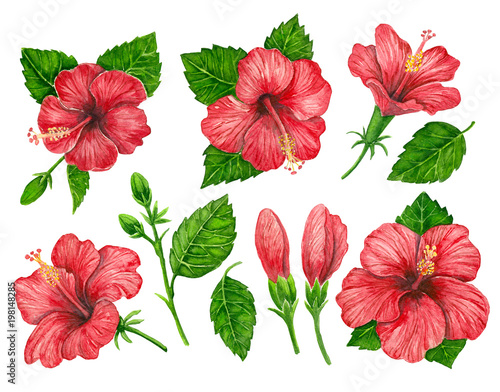 Collecion red hibiscus flowers and leaves painted with watercolors on white background. Elements for design.