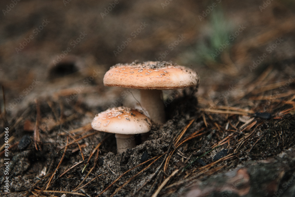 Forest mushroom in the grass. Selective focus Forest mushroom in the grass. Selective focus