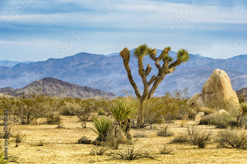 фотографія Joshua Tree
