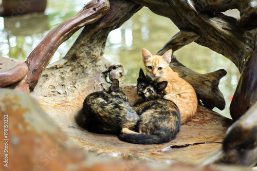 Three little cats sleeps and sit in wooden seat.