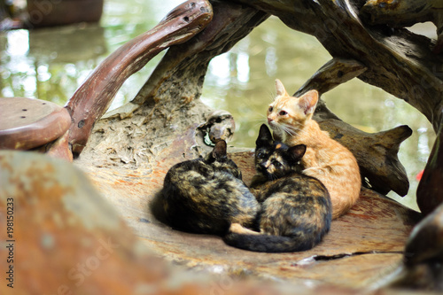 Three little cats sleeps and sit in wooden seat.