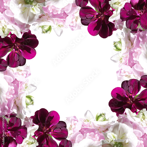 Fototapeta Naklejka Na Ścianę i Meble -  Beautiful floral background of white and crimson pelargonium 