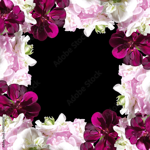 Fototapeta Naklejka Na Ścianę i Meble -  Beautiful floral background of white and crimson pelargonium 