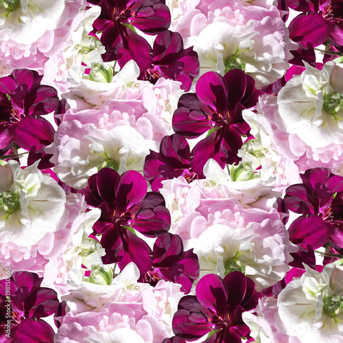 Fototapeta Naklejka Na Ścianę i Meble -  Beautiful floral background of white and crimson pelargonium 