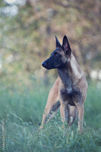 Belgian Shepherd Malinois dog in nature