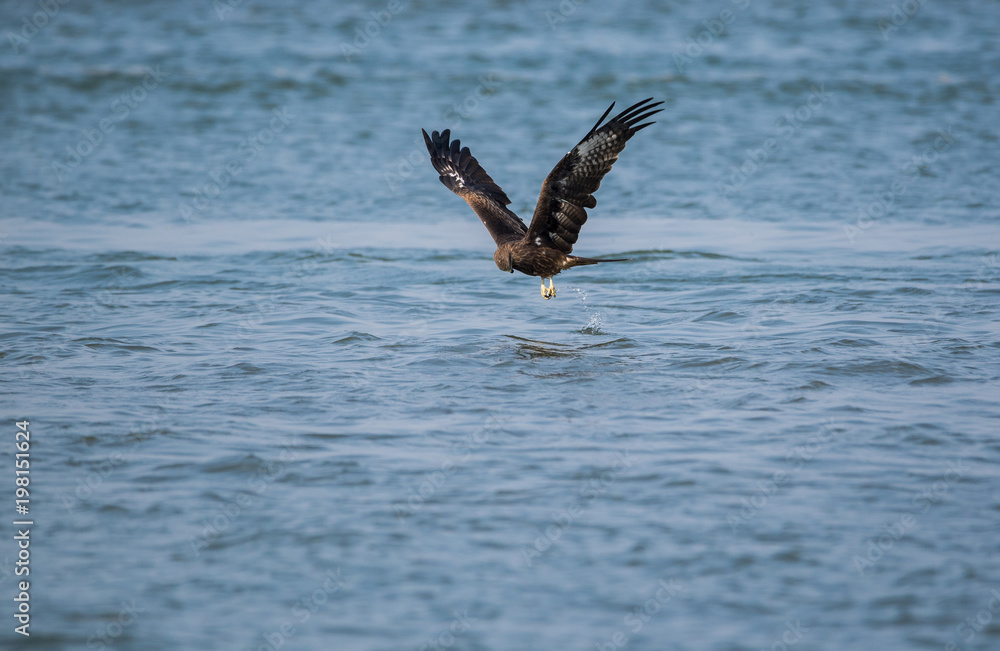 Black Kite (Milvus migrans) Black Kite (Milvus migrans)