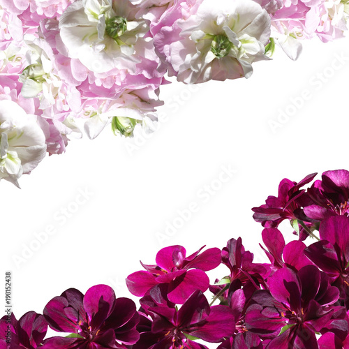 Fototapeta Naklejka Na Ścianę i Meble -  Beautiful floral background of white and crimson pelargonium 