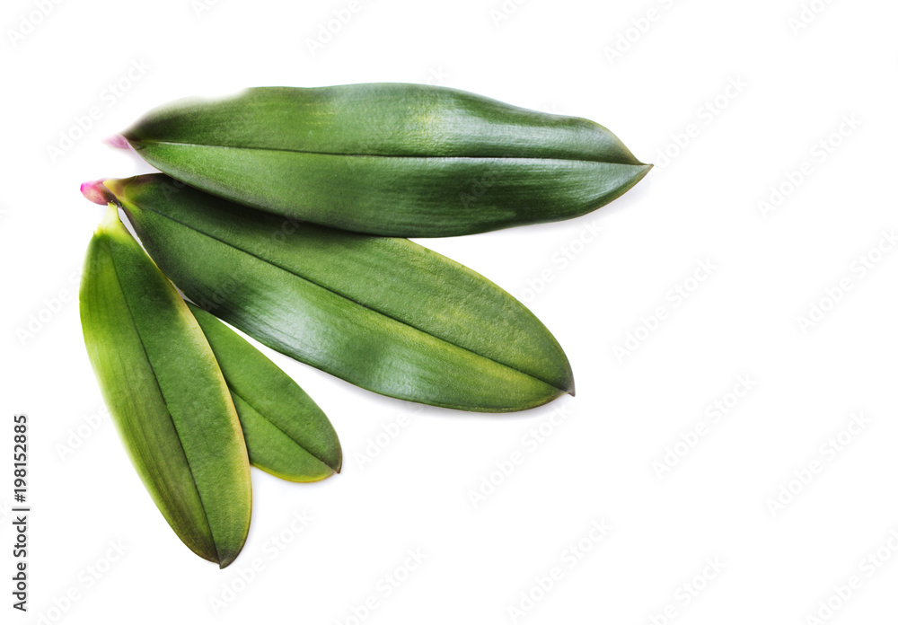 green orchid leaves on white background green orchid leaves on white background