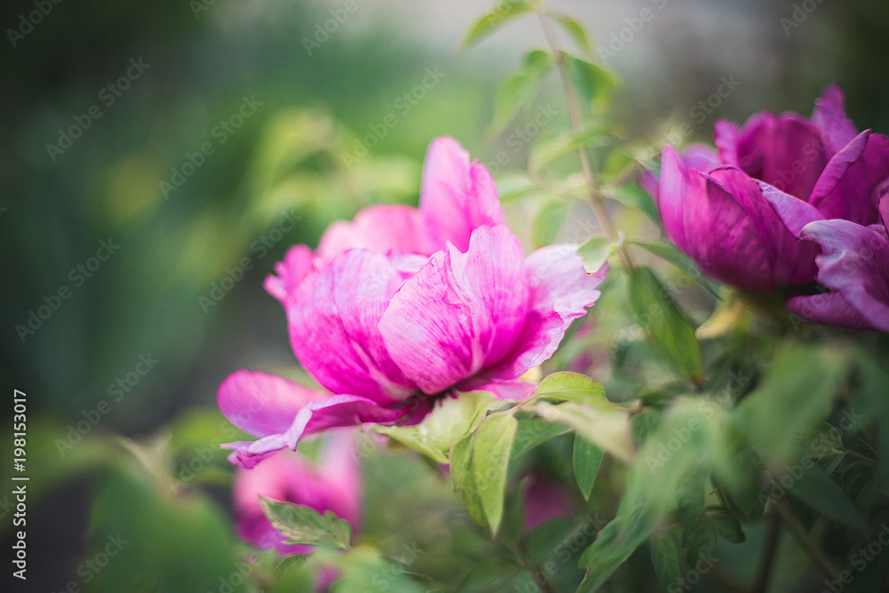 Pink peonies in the garden closeup Pink peonies in the garden closeup