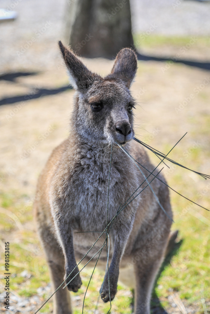 Close up of kangaroo eating grass