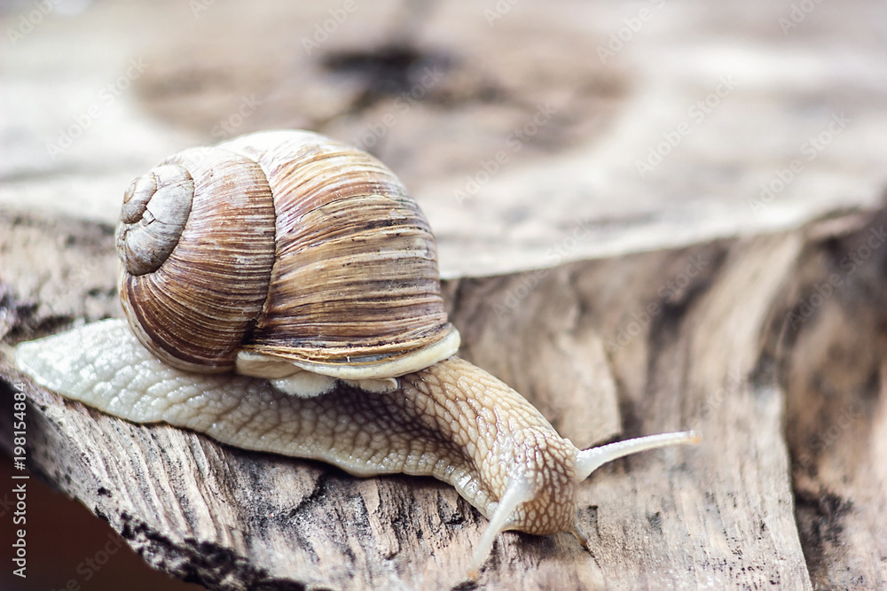 Snail on the tree in the garden. Garden wild snail gliding on the wooden texture background. Macro close-up. Short depth of focus. Latin name Arianta arbustorum. Helix pomatia, Roman snail, escargot. Snail on the tree in the garden. Garden wild snail gliding on the wooden texture background. Macro close-up. Short depth of focus. Latin name Arianta arbustorum. Helix pomatia, Roman snail, escargot.