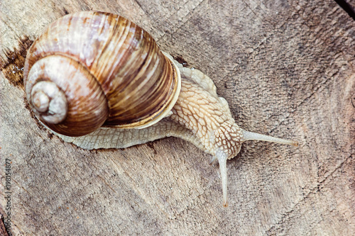 Snail on the tree in the garden. Garden wild snail gliding on the wooden texture  background. Macro close-up. Short depth of focus. Latin name Arianta arbustorum. Helix pomatia, Roman snail, escargot. photo