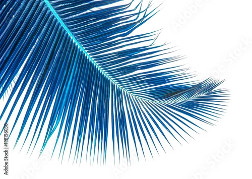 Obraz niebieska palma kokosowa, białe tło