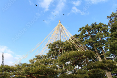 The frame of pine trees at Kenrokuen Garden in Kanazawa, Japan (Taken in February 2018)