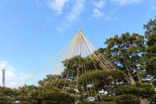 The frame of pine trees at Kenrokuen Garden in Kanazawa, Japan (Taken in February 2018)