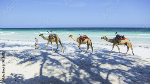camels at the beach in Kenia