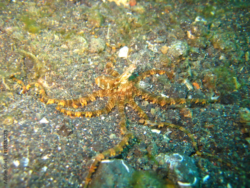 Wonderpus-Octopus Wonderpus-Octopus