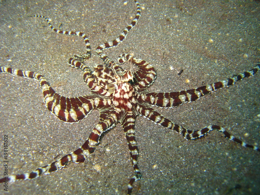 Naklejka premium Mimik-Oktopus