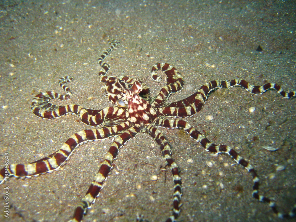 Naklejka premium Mimik-Octopus
