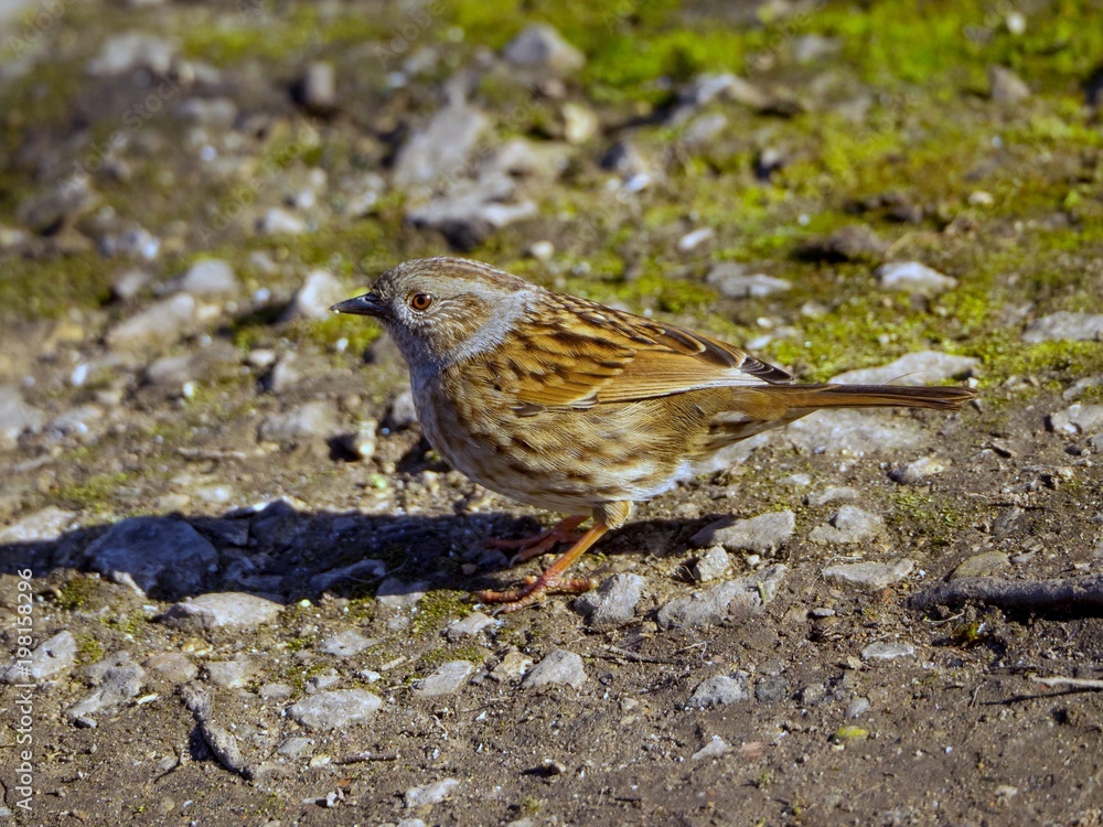 Sparrow Sparrow