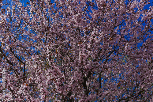 Cherry blossom tree with pink and red flowers on blue sky background.Tall cherry tree with blossomed branches on a sunny spring day.