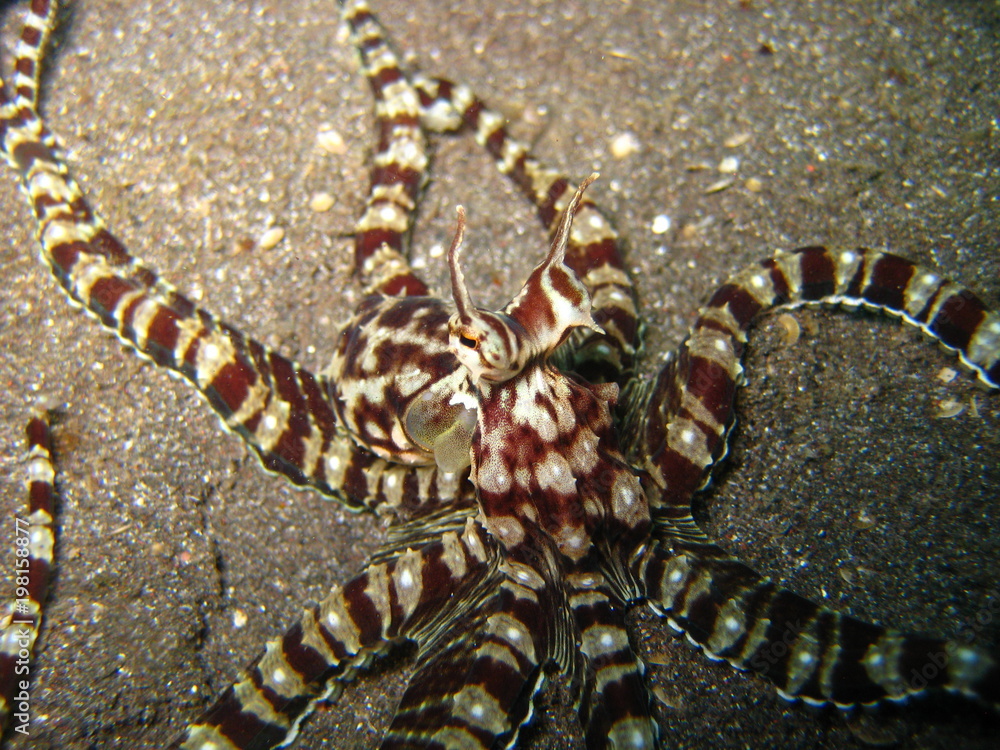 Mimik-Octopus