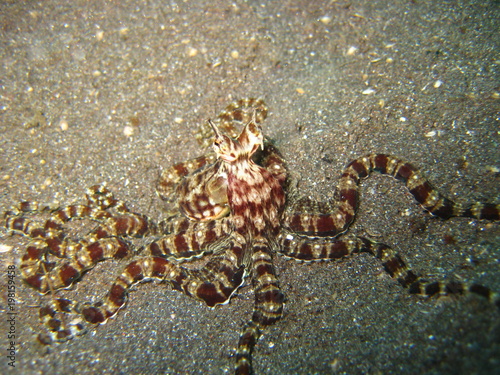 Mimik-Octopus © wernerrieger