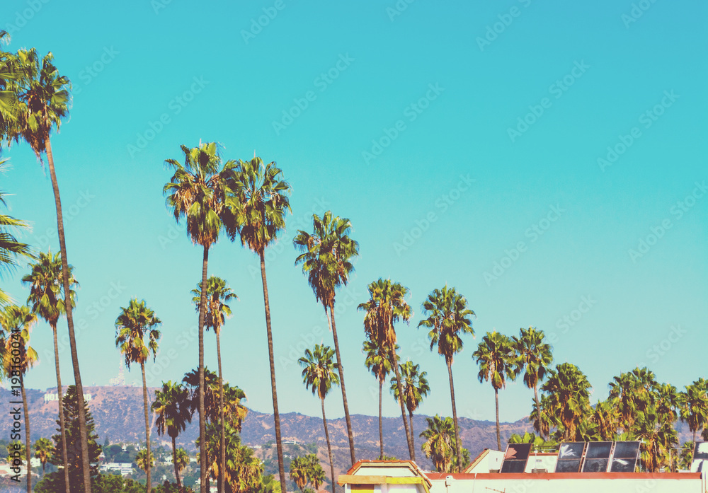 Naklejka premium Tall palm trees with Hollywood sign on the background