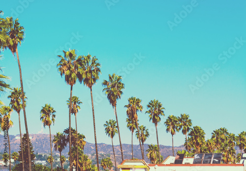 Tall palm trees with Hollywood sign on the background