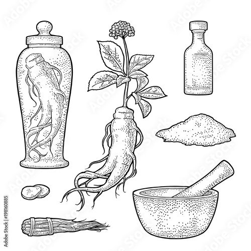 Canvastavla Root and leaves panax ginseng. Vector engraving illustration