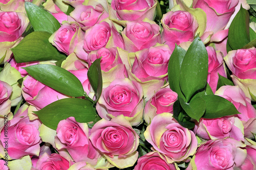 Fototapeta Naklejka Na Ścianę i Meble -  Beautiful floral background with pink blooming fresh roses close up