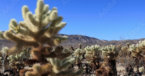 Close-up, Cholla Cactus Garden, Joshua Tree National Park, slider shot, 4K Ultra HD