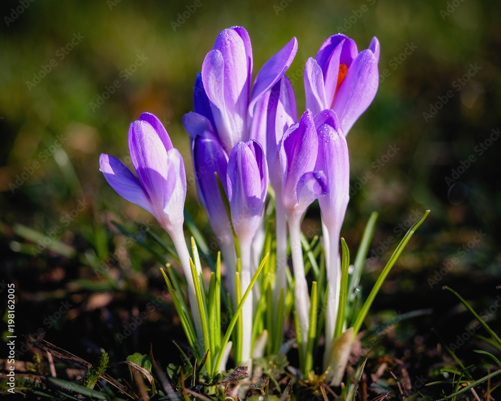 Krokus Krokus