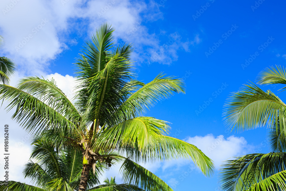 Fototapeta premium Palm trees and blue sky.