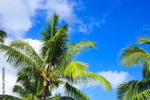 Palm trees and blue sky.
