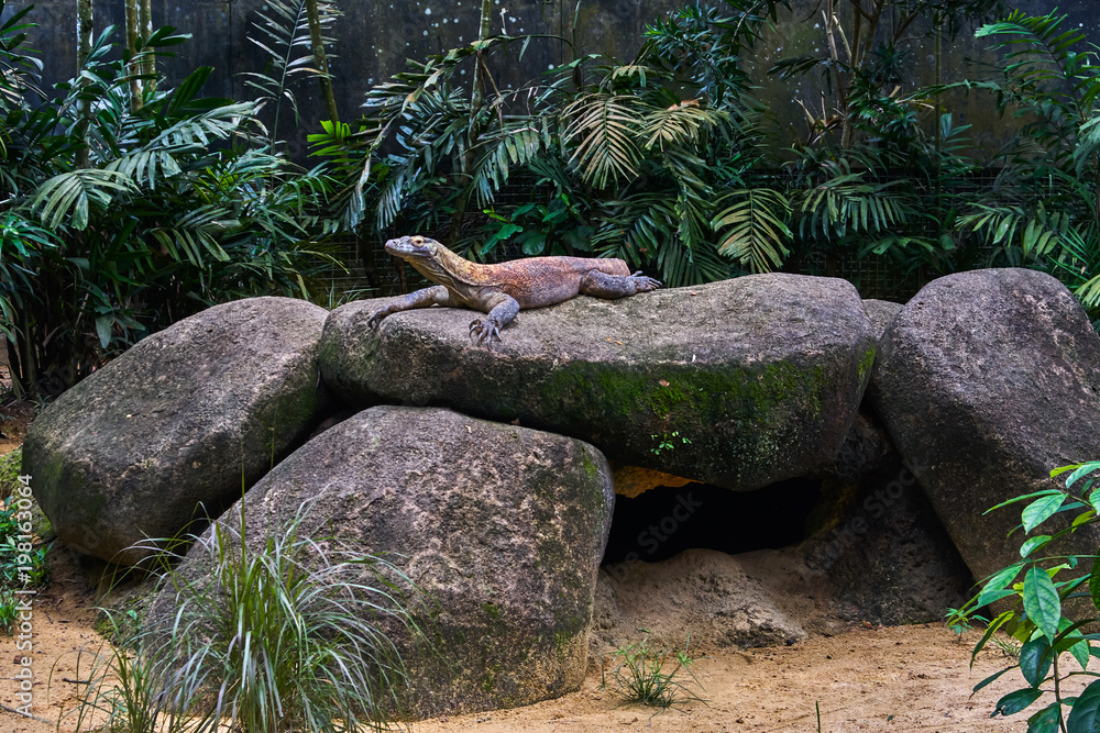 Fototapeta premium Komodo dragon lizard