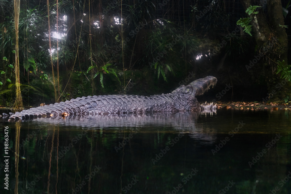 Obraz premium Estuarine crocodile on water reflection