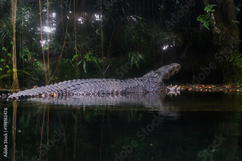 Estuarine crocodile on water reflection