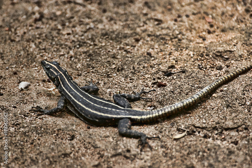 Common flat lizard, Platysaurus intermedius, on rocks in Matopos National Park, Zimbabwe