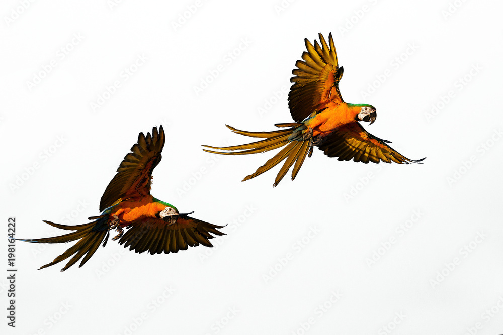 Fototapeta premium Grace Flight of beautiful parrots cores on a white background.