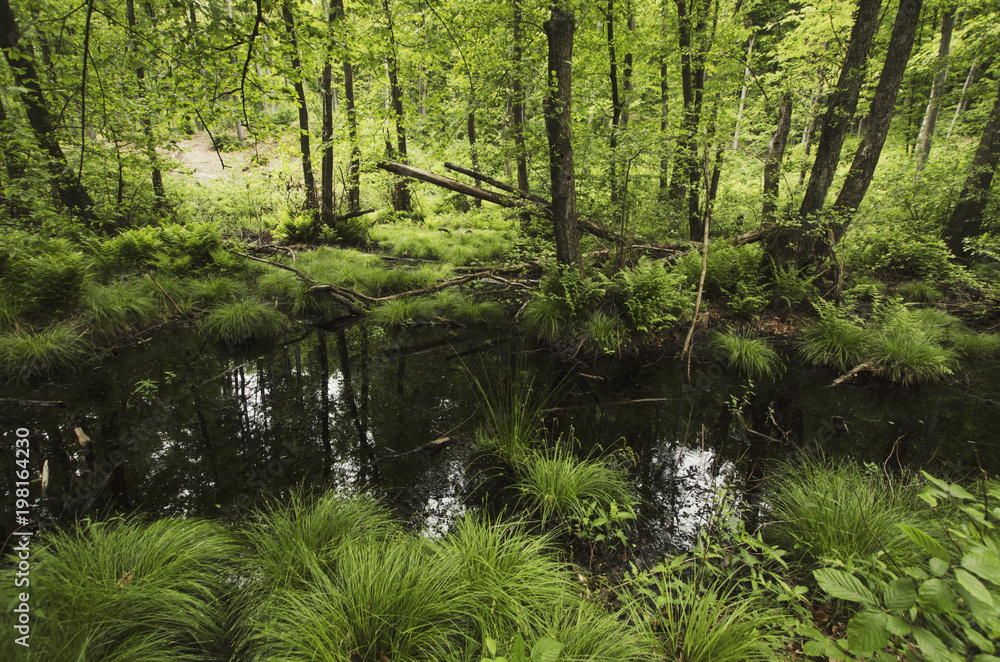 swamp with lush vegetation in wilderness swamp with lush vegetation in wilderness