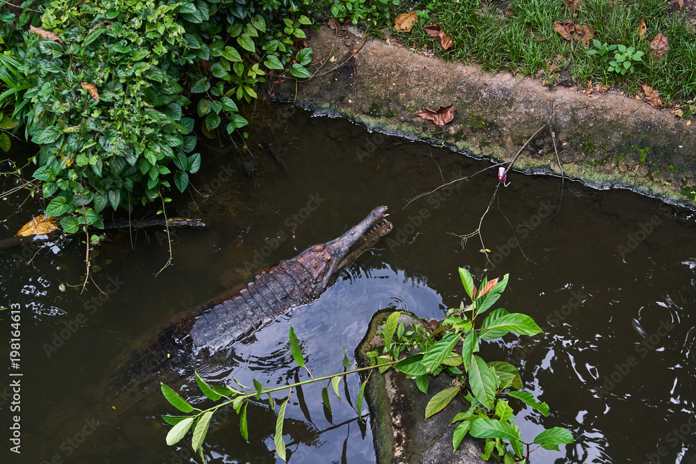 Fototapeta premium False Malayan gharial crocodile in the small lake