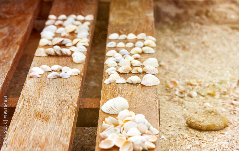 Seashells on a wooden background on the beach of the Sea of Azov Seashells on a wooden background on the beach of the Sea of Azov