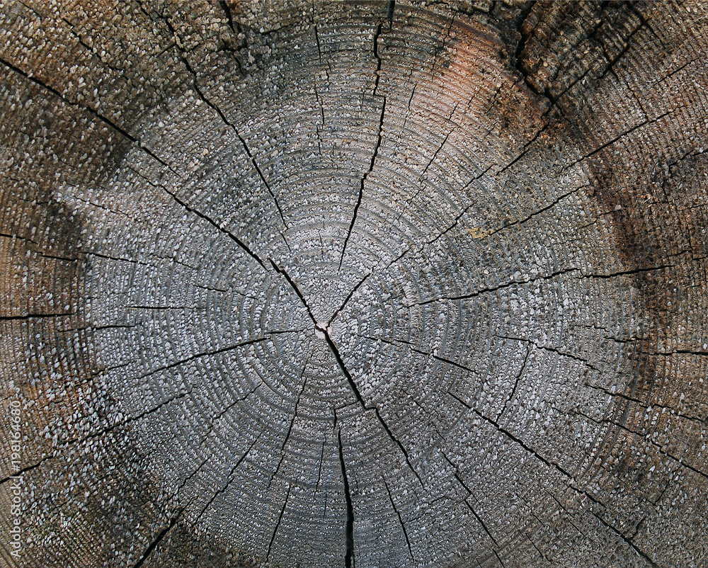 Fototapeta premium The old wood texture with natural patterns. Cross-section of the old tree