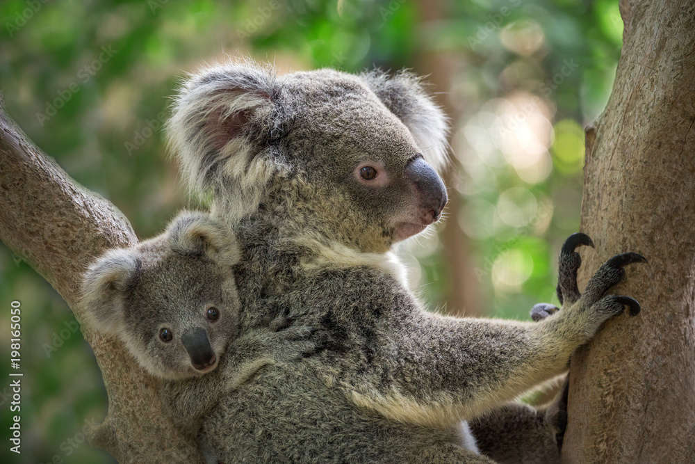 Fototapeta premium Mother and baby koala on a tree in natural atmosphere.